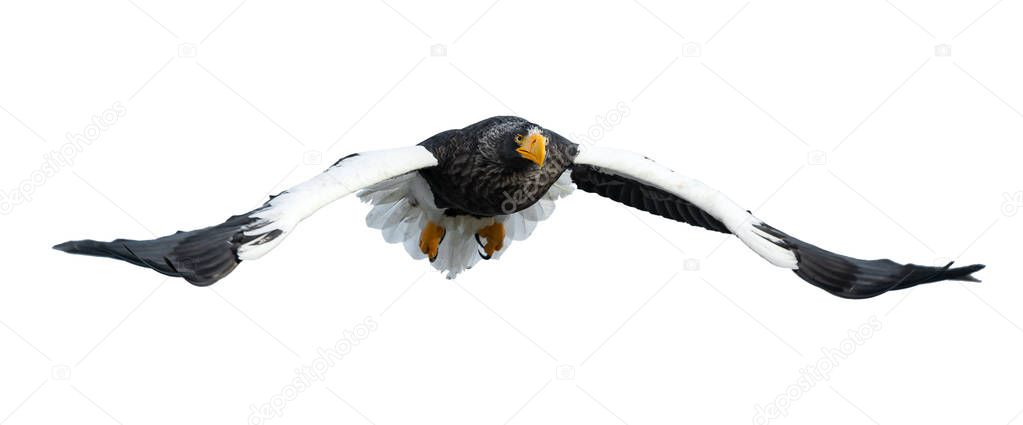 Adult Steller's sea eagle in flight isolated on white background. Scientific name: Haliaeetus pelagicus.