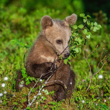 Boz ayı yavrusu yaz ormanın içinde. Bilimsel adı: Ursus arctos. Doğal yeşil arka plan. Doğal yaşam alanı. 