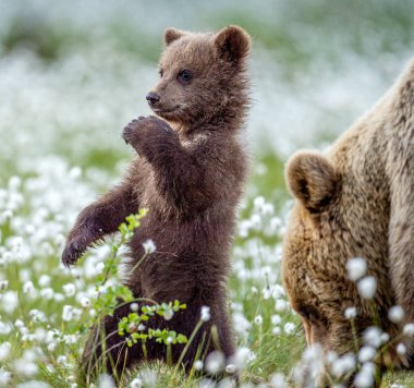 O ayı ve yavrusu. Boz ayı yavrusu beyaz çiçekler arasında yaz ormandaki arka ayakları üzerinde duruyor. Bilimsel adı: Ursus arctos. Doğal arka plan. Doğal yaşam alanı. Yaz sezonu.