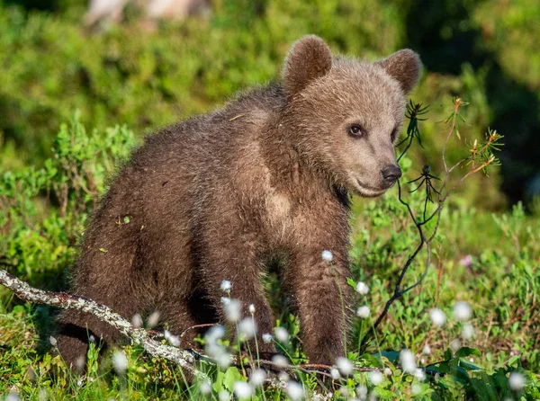 Медвежонок Летнем Лесу Научное Название Ursus Arctos Естественный Зеленый Фон — стоковое фото