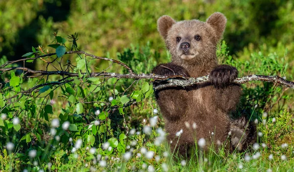 Brown Bear Cub Brincar Com Ramo Bétula Floresta Verão Entre — Fotografia de Stock