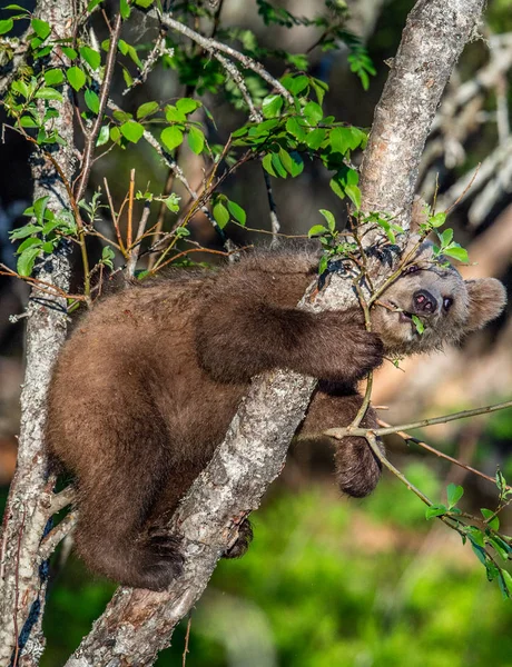 Brown bear cub climbs a tree in Summer forest. Sceintific name: Ursus arctos.