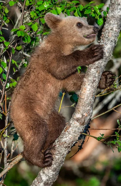 Brown Bear Cub Vyšplhá Strom Lese Létě Sceintific Název Ursus — Stock fotografie