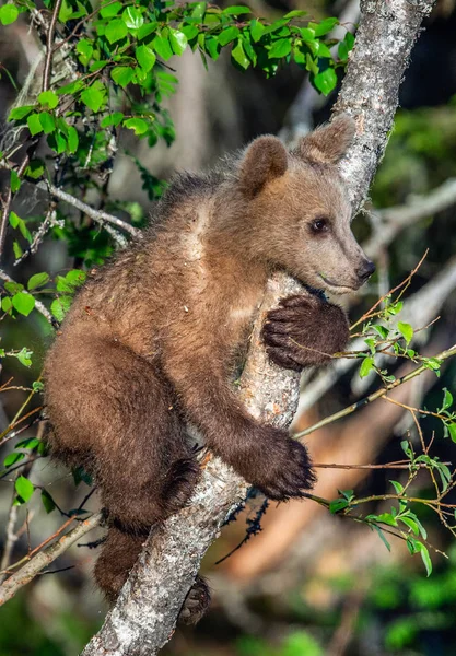 Brown bear cub climbs a tree in Summer forest. Sceintific name: Ursus arctos.