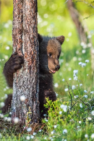 Ourson Brun Cachant Derrière Arbre Dans Forêt Été Parmi Les — Photo