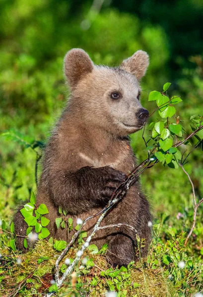 Медвежонок Летнем Лесу Научное Название Ursus Arctos Естественный Зеленый Фон — стоковое фото