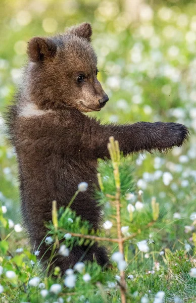 Filhote Urso Marrom Fica Nas Patas Traseiras Floresta Verão Entre — Fotografia de Stock