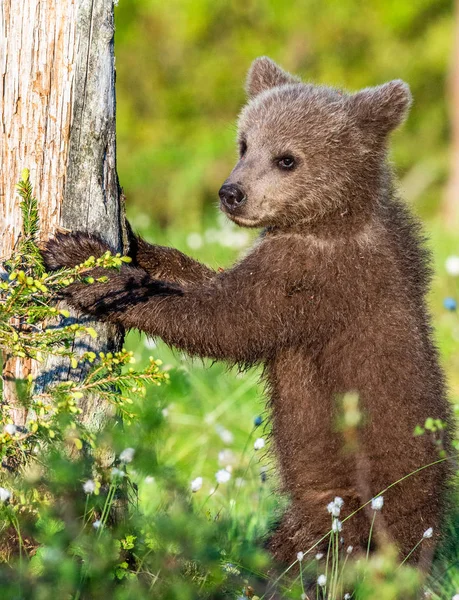 Brown Bear Cub Stojí Zadních Nohách Lese Létě Vědecký Název — Stock fotografie