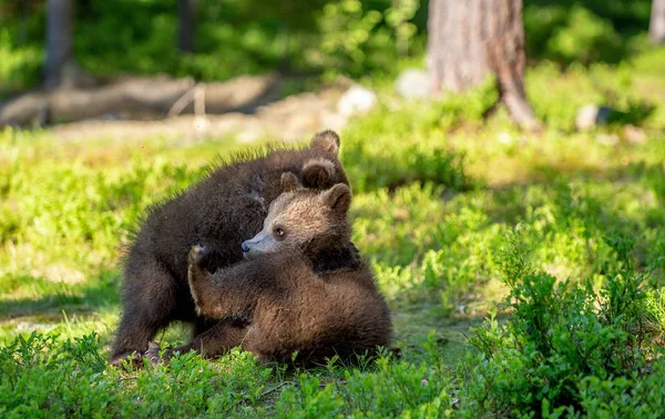 Brown Bear Cubs Peleando Juguetonamente Bosque Verde Verano Nombre Científico —  Fotos de Stock