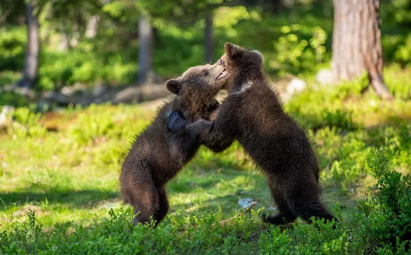 Brown Bear Cubs Figlarnie Walki Lato Zielony Las Nazwa Naukowa — Zdjęcie stockowe