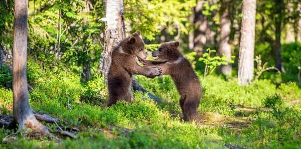 Medvěd Hnědý Mláďata Hravě Boje Létě Zelený Les Vědecký Název — Stock fotografie
