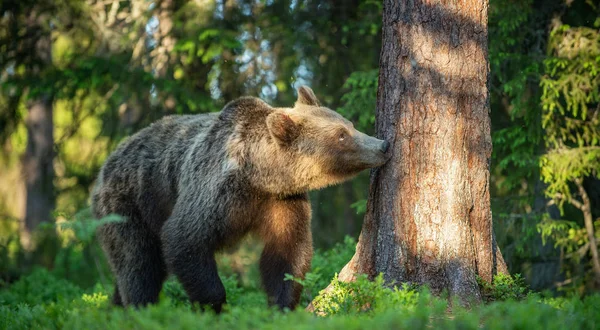 Niedźwiedź Brunatny Wącha Drzewa Lesie Lato Słoneczny Dzień Zielonego Lasu — Zdjęcie stockowe