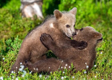 Boz ayı yavrularını şakacı yaz yeşil orman içinde mücadele. Bilimsel adı: Ursus Arctos Arctos. Doğal yaşam alanı.