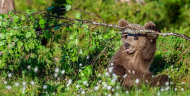 Brown Bear Cub play with birch branch in summer forest among white flowers. Scientific name: Ursus arctos. Natural Green Background. Natural habitat. clipart