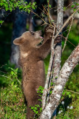 Boz ayı yavrusu yaz ormandaki arka ayakları üzerinde duruyor. Bilimsel adı: Ursus arctos. Doğal arka plan. Doğal yaşam alanı. Yaz sezonu. 