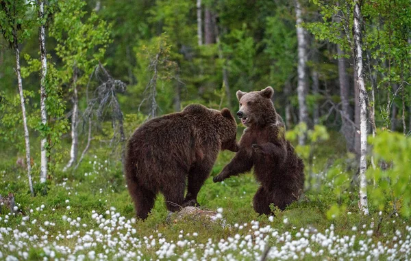 Filhotes Urso Marrom Jogam Floresta Verão Entre Flores Brancas Nome — Fotografia de Stock