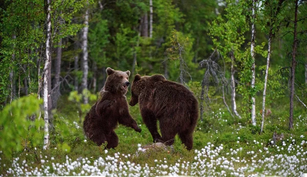 Brown Bear Cubs Juegan Bosque Verano Entre Las Flores Blancas — Foto de Stock