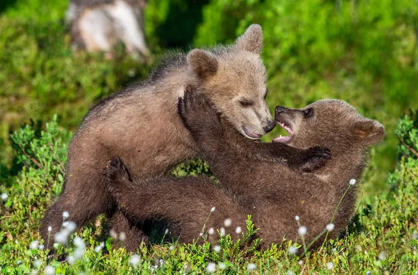 Brown Bear Cubs Peleando Juguetonamente Bosque Verde Verano Nombre Científico —  Fotos de Stock