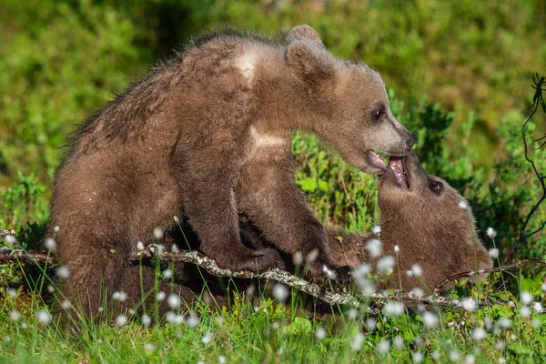 Brown Bear Cubs Brincando Lutando Floresta Verde Verão Nome Científico — Fotografia de Stock