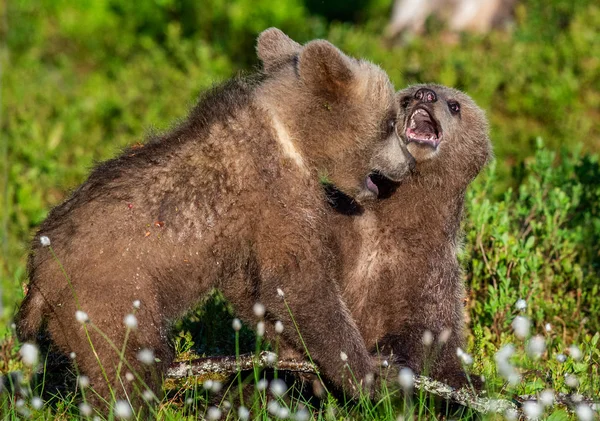 Barna Medve Cubs Játékosan Harci Nyári Zöld Erdőben Tudományos Név — Stock Fotó