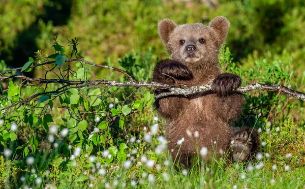 白い花の中で夏の森でバーチ支店ヒグマの赤ちゃんプレイ 科学的な名前 Ursus Arctos 自然の緑の背景 自然の生息地 — ストック写真