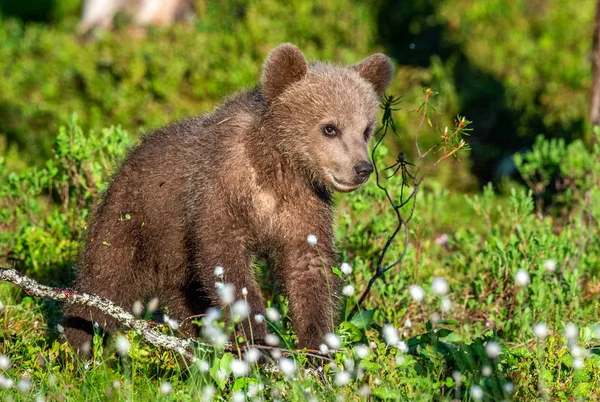 Filhote Urso Marrom Floresta Verão Nome Científico Ursus Arctos Fundo — Fotografia de Stock