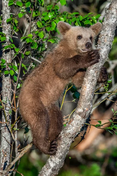 Filhote Urso Marrom Sobe Uma Árvore Floresta Verão Nome Ceintific — Fotografia de Stock