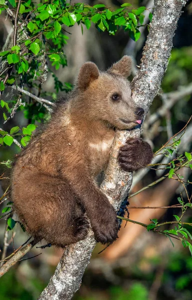 Filhote Urso Marrom Sobe Uma Árvore Floresta Verão Nome Ceintific — Fotografia de Stock