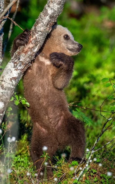 Brown Bear Cub Står Bakbenen Skogen Sommaren Vetenskaplig Namn Ursus — Stockfoto