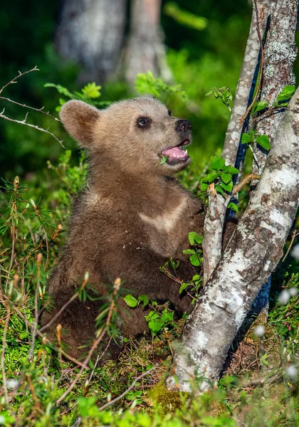 棕色熊幼崽在夏季森林 科学名称 尤尔苏斯棕熊 自然绿色背景 自然栖息地 — 图库照片