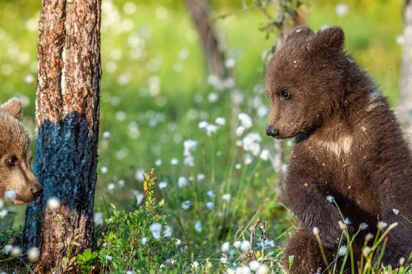 Braunbärenjunge Sommerwald Zwischen Weißen Blüten Wissenschaftlicher Name Ursus Arctos Natürlicher — Stockfoto