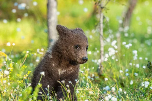 Καφέ Αρκούδα Cub Στο Δάσος Καλοκαίρι Μεταξύ Των Λευκών Λουλουδιών — Φωτογραφία Αρχείου