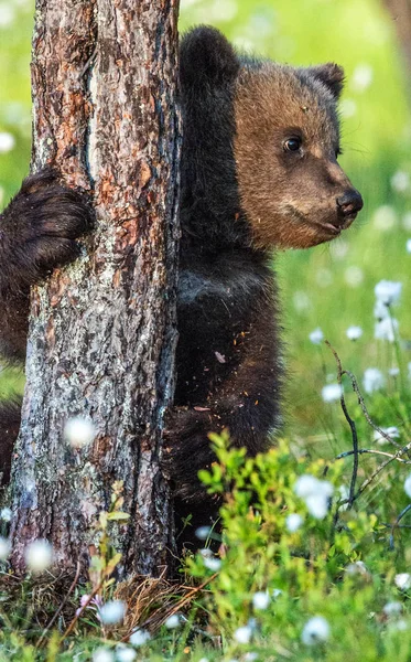 棕熊幼崽躲在夏天森林中的一棵树后面的白花中 科学名称 乌尔苏斯阿尔克托斯 自然背景 自然栖息地 — 图库照片