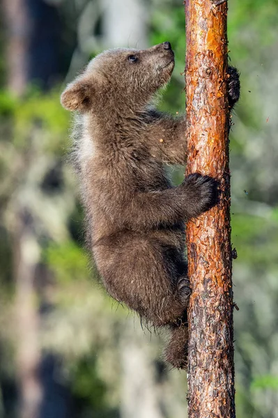 棕熊幼崽在夏季森林里爬上一棵树 科学名称 Ursus Arctos — 图库照片