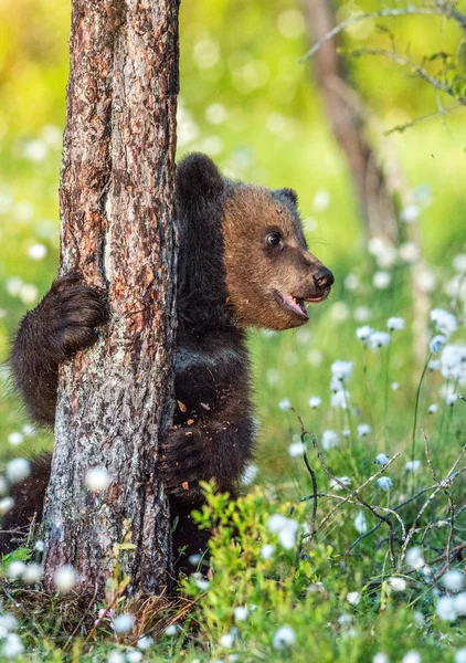 棕熊幼崽躲在夏天森林中的一棵树后面的白花中 科学名称 乌尔苏斯阿尔克托斯 自然背景 自然栖息地 — 图库照片