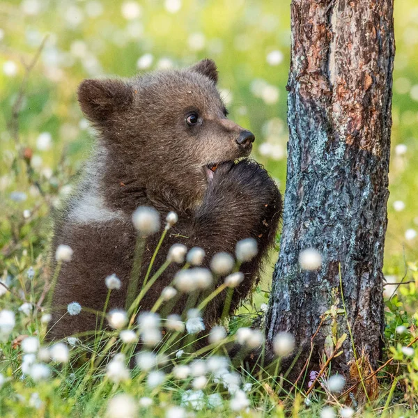 Cucciolo Orso Bruno Mangiare Una Pigna Nella Foresta Estiva Tra — Foto Stock