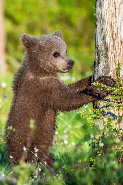 在夏林中 棕熊幼崽用后腿站立 科学名称 乌尔苏斯阿尔克托斯 自然背景 自然栖息地 — 图库照片