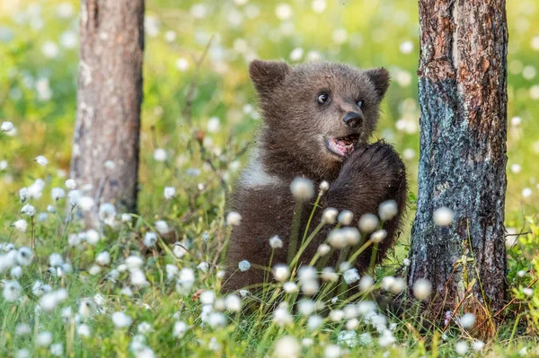 Коричневий Ведмідь Кубик Їсть Пінцет Літньому Лісі Серед Білих Квітів — стокове фото