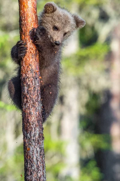 Filhote Urso Marrom Sobe Uma Árvore Floresta Verão Nome Ceintific — Fotografia de Stock