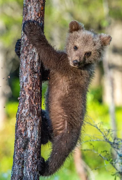 Brown Bear Cub Climbs Tree Summer Forest Sceintific Name Ursus — Stock Photo, Image