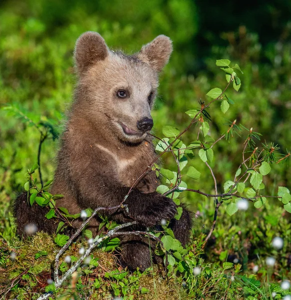 Braunbärenjunges Sommerwald Wissenschaftlicher Name Ursus Arctos Natürlicher Grüner Hintergrund Natürlicher — Stockfoto