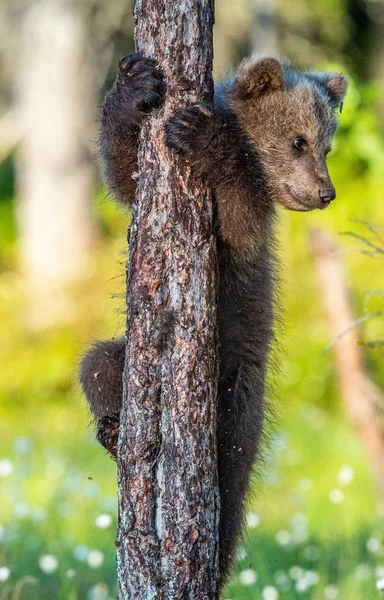 Καφέ Αρκούδα Cub Ανεβαίνει Ένα Δέντρο Στο Δάσος Καλοκαίρι Επιστημονικό — Φωτογραφία Αρχείου