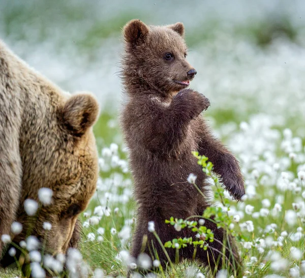 Вона Ведмідь Дитина Коричневий Ведмедик Стоїть Задніх Лапах Літньому Лісі — стокове фото