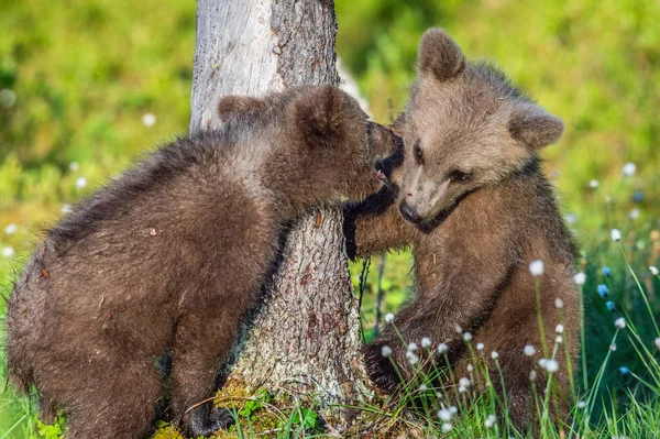 Bruine Beer Welpen Speels Gevechten Zomer Groen Bos Wetenschappelijke Naam — Stockfoto