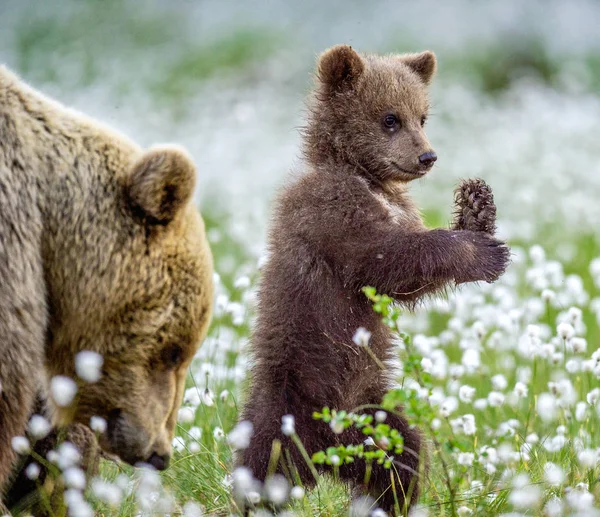 Ursa Cria Filhote Urso Marrom Fica Suas Patas Traseiras Floresta — Fotografia de Stock