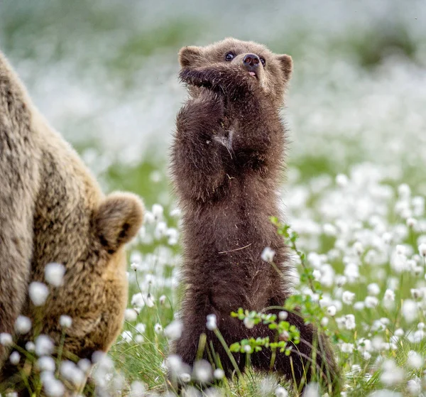 Ursa Cria Filhote Urso Marrom Fica Suas Patas Traseiras Floresta — Fotografia de Stock