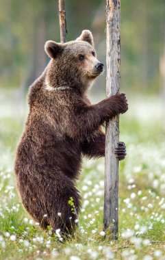 Beyaz çiçekler arasında yaz ormandaki onun arka ayakları üzerinde duran boz ayı. Önden görünüm. Doğal yaşam alanı. Boz ayı, bilimsel adı: Ursus arctos. Yaz sezonu.
