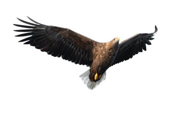 Beyaz arka plan üzerinde izole uçuş yetişkin ak kuyruklu kartal. Bilimsel adı: Haliaeetus albicilla, olarak da bilinen ern, erne, gri kartal, Avrasya deniz kartal ve ak kuyruklu deniz-kartal