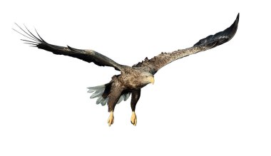 Beyaz arka plan üzerinde izole uçuş yetişkin ak kuyruklu kartal. Bilimsel adı: Haliaeetus albicilla, olarak da bilinen ern, erne, gri kartal, Avrasya deniz kartal ve ak kuyruklu deniz-kartal