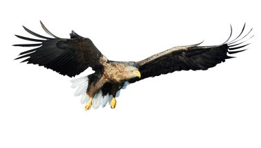 Beyaz arka plan üzerinde izole uçuş yetişkin ak kuyruklu kartal. Bilimsel adı: Haliaeetus albicilla, olarak da bilinen ern, erne, gri kartal, Avrasya deniz kartal ve ak kuyruklu deniz-kartal. 